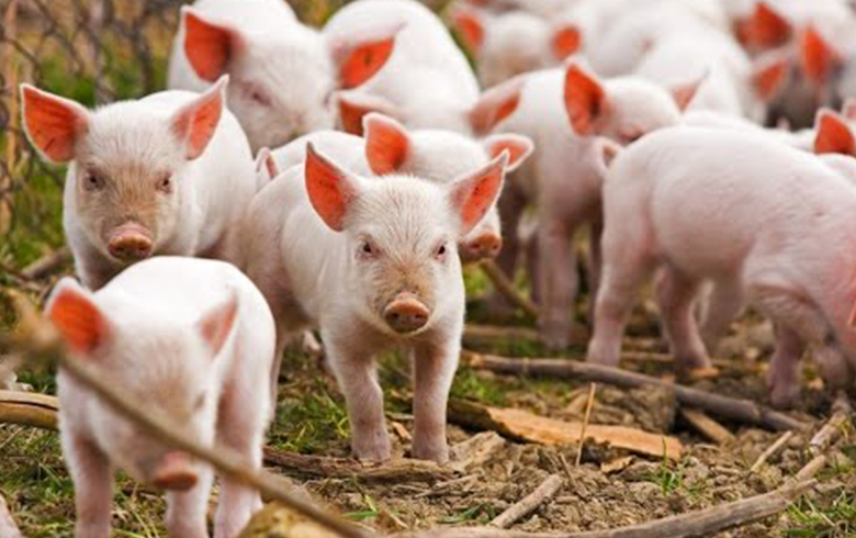 فايروس جي 4 - ينتقل من الخنازير إلى الإنسان